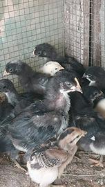 Pulcini di aracuana, marans, haudan, amrock