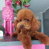 Barboni (barboncini) rosso fulvi con pedigree ENCI