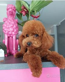 Barboni (barboncini) rosso fulvi con pedigree ENCI