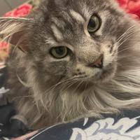 Maine Coon adulto disponibile
