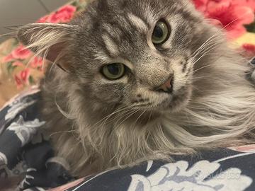 Maine Coon adulto disponibile