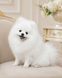Volpino di Pomerania disponibile per accoppiamento