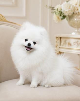 Volpino di Pomerania disponibile per accoppiamento