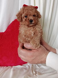 Barboncino toy fulvo albicocca con pedigree