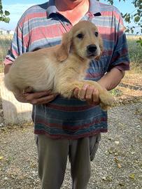 Cuccioli di Golden Retrievers con pedigre