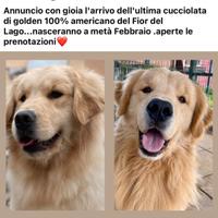 Cuccioli di GOLDEN americano da allevamento FCI