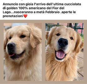 Cuccioli di GOLDEN americano da allevamento FCI