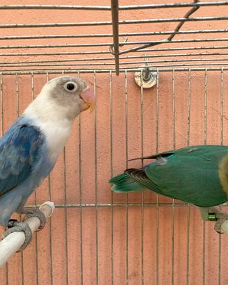 Fischer Coppia Opalini Giovani