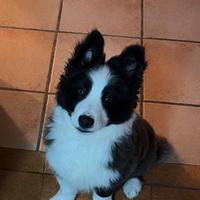 Cucciolo Border Collie