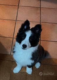 Cucciolo Border Collie