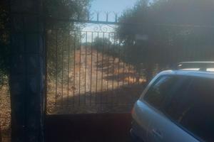 Agrumeto zona Poggio Rosso