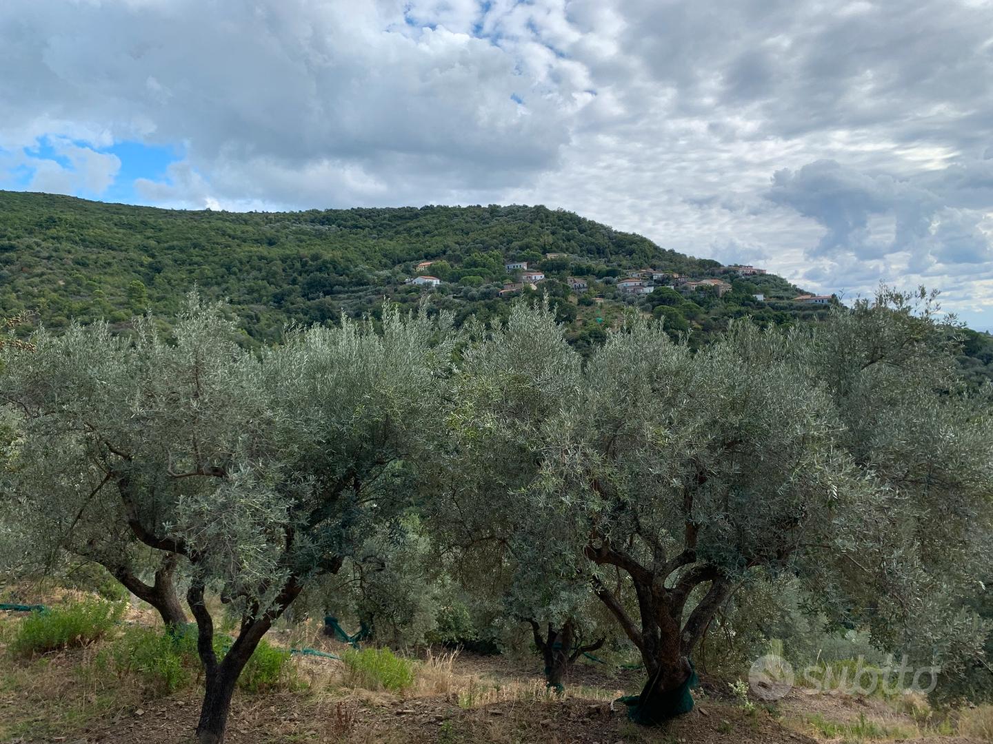 Uliveto con rudere - Vista 2
