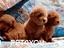 Immagine 21
