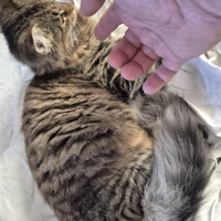 Cucciola di norvegese delle foreste