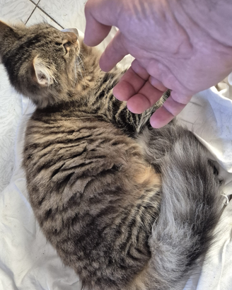 Cucciola di norvegese delle foreste