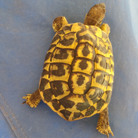 Tartaruga