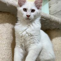 Cuccioli Maine Coon