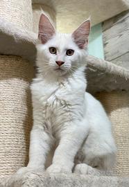 Cuccioli Maine Coon