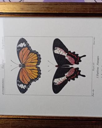 Quadretto farfalla