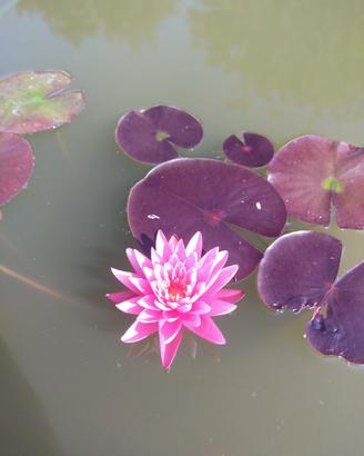 Pink Sunrise ninfea rustica 