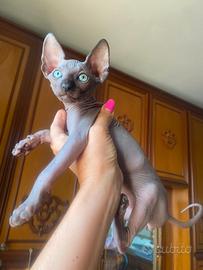 Maschietti di gatti Sphynx