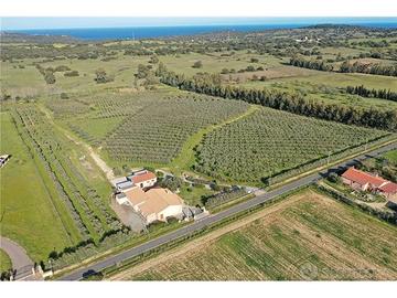 Azienda olivicola San Tomas 7 ettari