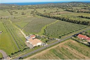 Azienda olivicola San Tomas 7 ettari