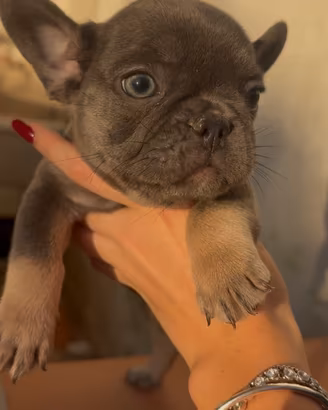 cuccioli di bulldog francese con pagamento rateale