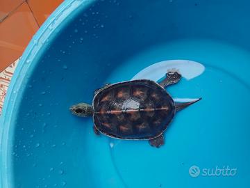 Tartaruga