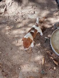 Cuccioli jack Russell