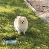 Cuccioli Spitz di Pomerania