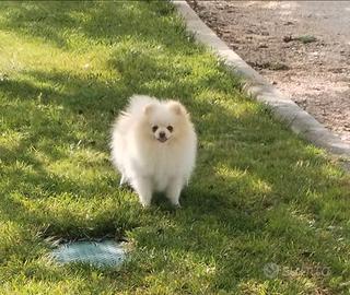Cuccioli Spitz di Pomerania
