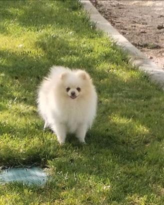 Cuccioli Spitz di Pomerania