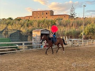 Cavallo di sei anni