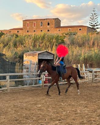 Cavallo di sei anni