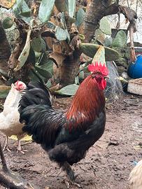 Marans e Oliver egger