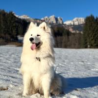 Samoiedo maschio disponibile per monta