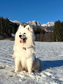 Samoiedo maschio disponibile per monta