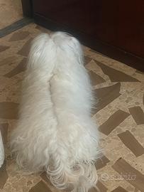 Maltese