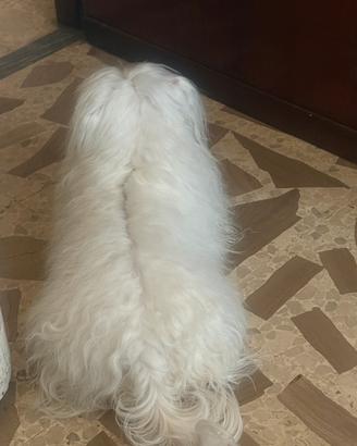 Maltese