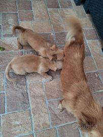 Cuccioli meticci