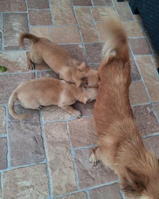 Cuccioli meticci