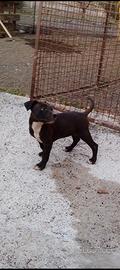 American Pitbull terrier
