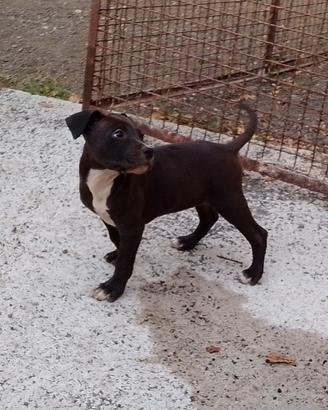 American Pitbull terrier