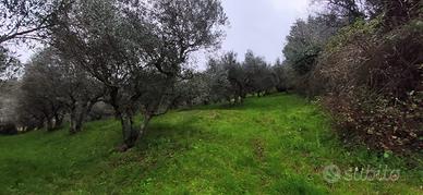 Uliveto 3800 metri quadri