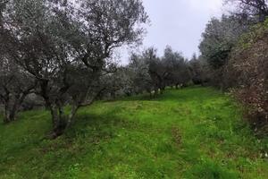 Uliveto 3800 metri quadri