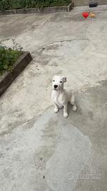 Dogo argentino cucciolo