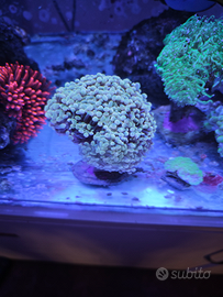 Talee di parancora golld 24k