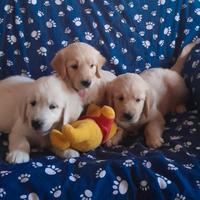 Ciccioli di Golden Retriever