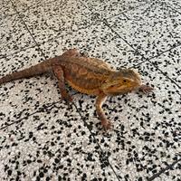 Drago barbuto (pogona vitticeps)